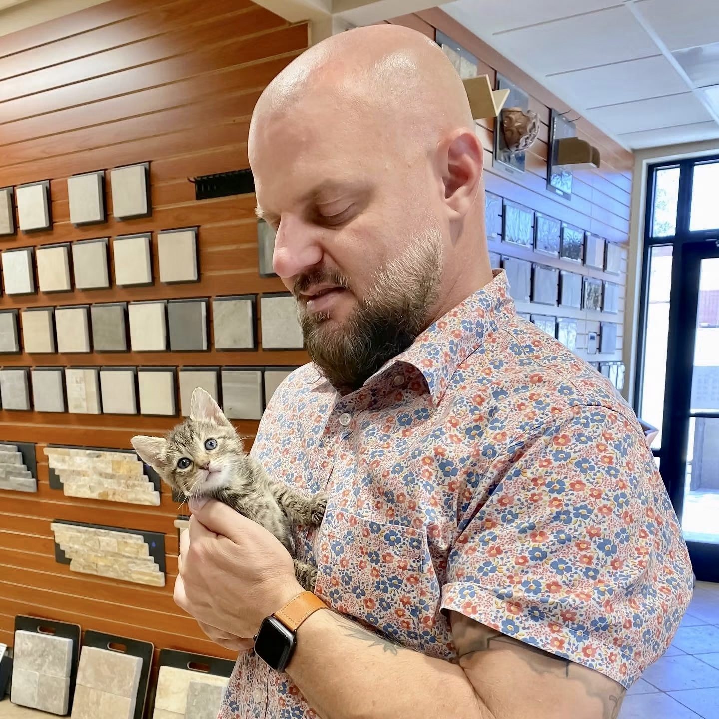 A kitten visiting the Sonoran Landesign showroom