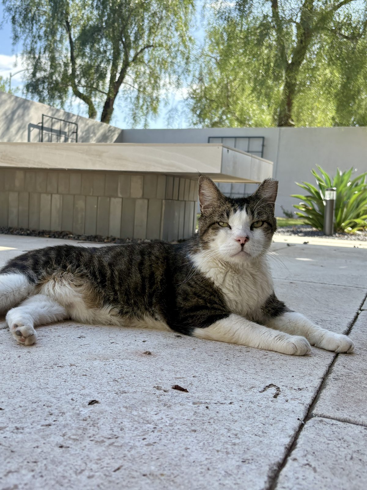 Grumpy the cat stretched out on a travertine patio beside a floating stone bench