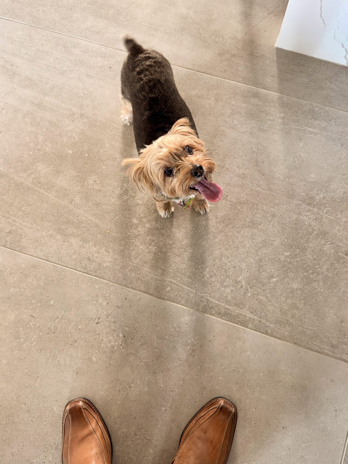 Client's dog at a finished project