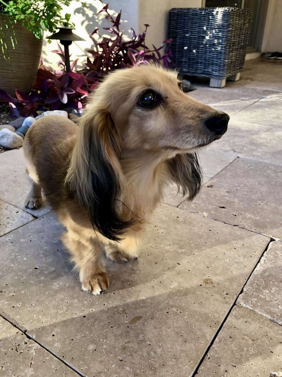 Client's dog at a finished project
