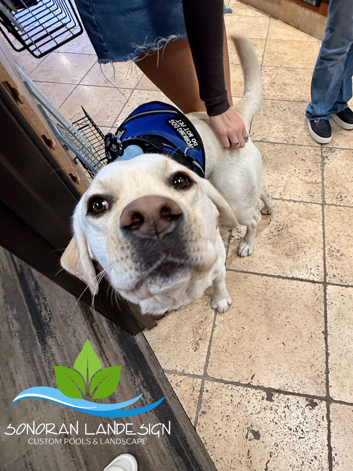 Client's dog visiting the showroom