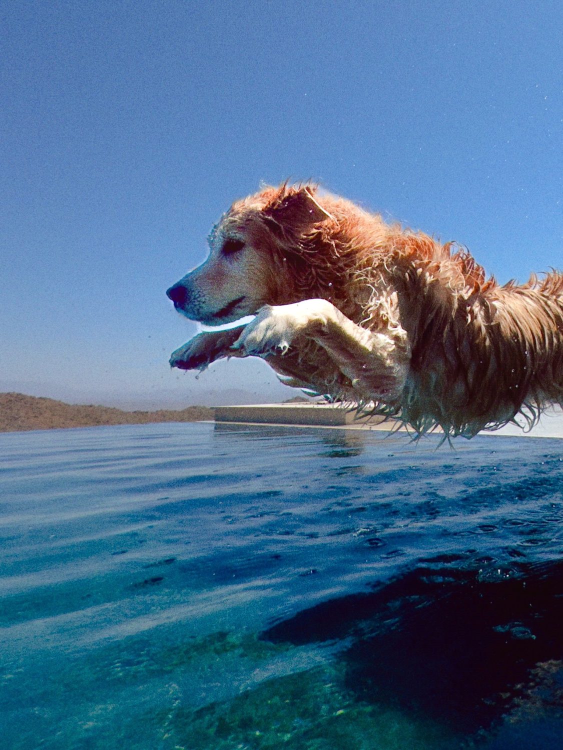 Client's dog leaping into a finished pool