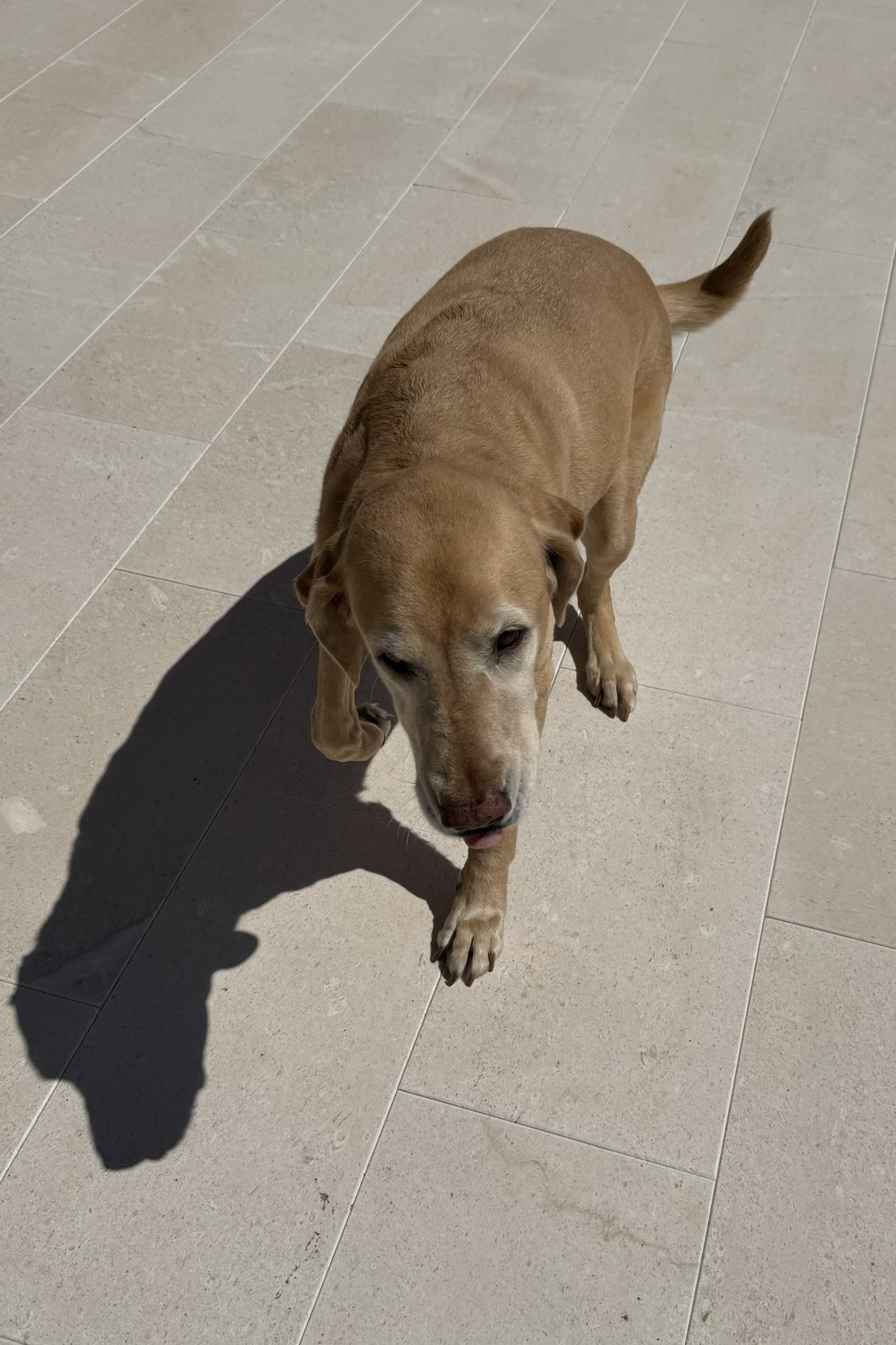 Client's yellow Labrador on a stone patio