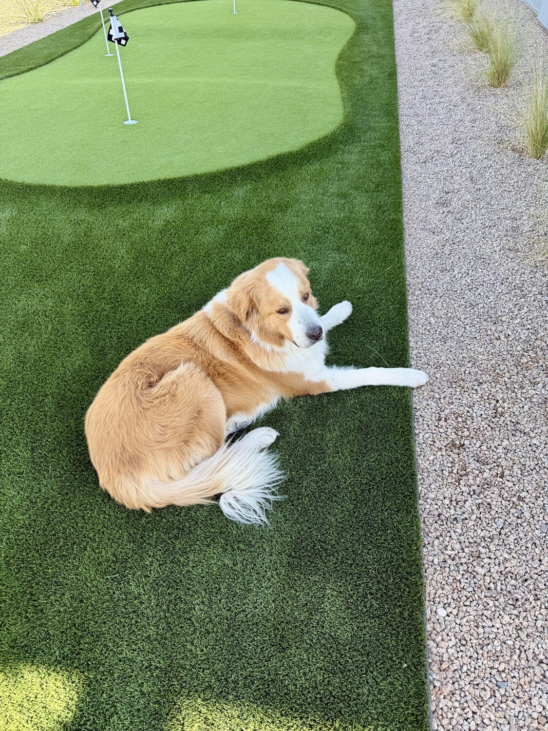 Client's dog relaxing beside the backyard putting green