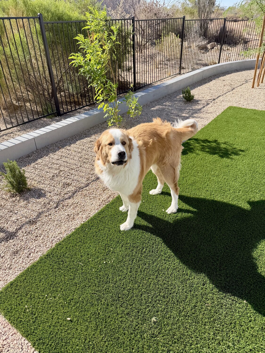 Client's dog in a desert backyard with artificial turf
