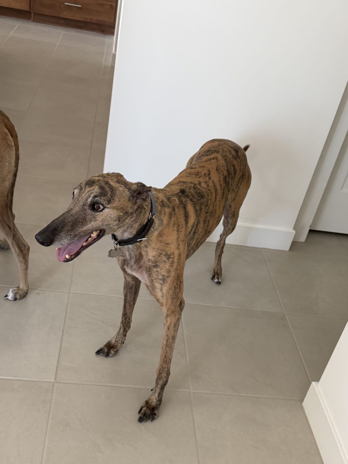 Client's brindle greyhound at home on a project walkthrough