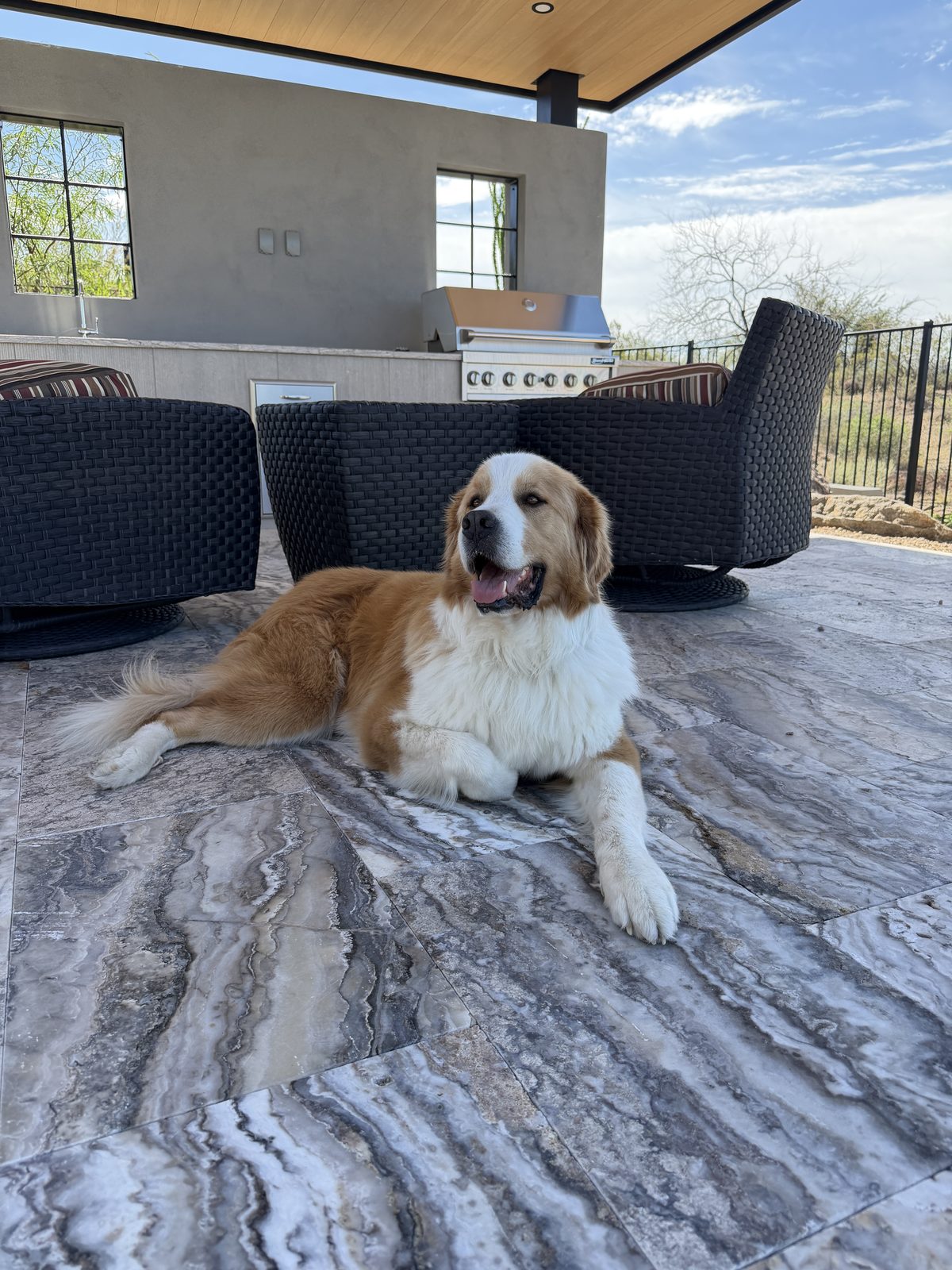A client's dog resting on a travertine patio beside the outdoor kitchen
