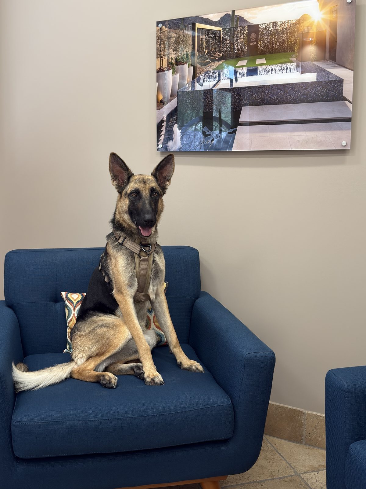 Daisy the German Shepherd sitting up in an armchair in the Sonoran Landesign showroom