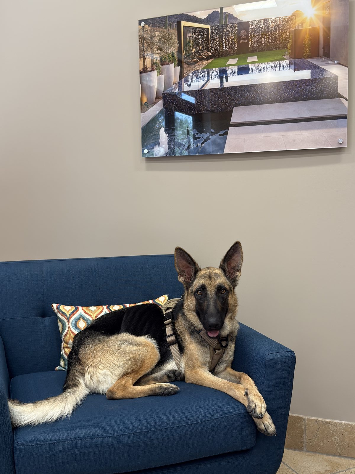 Daisy the German Shepherd stretched out in a showroom armchair beneath a project print