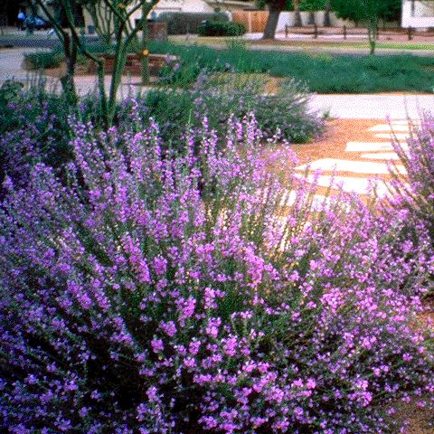 Chihuahuan Sage