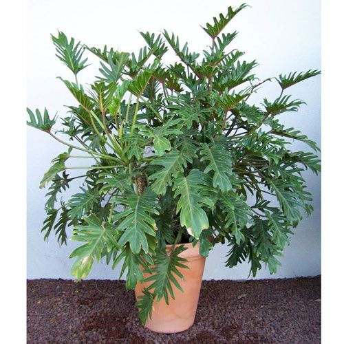 Philodendron Xanadu