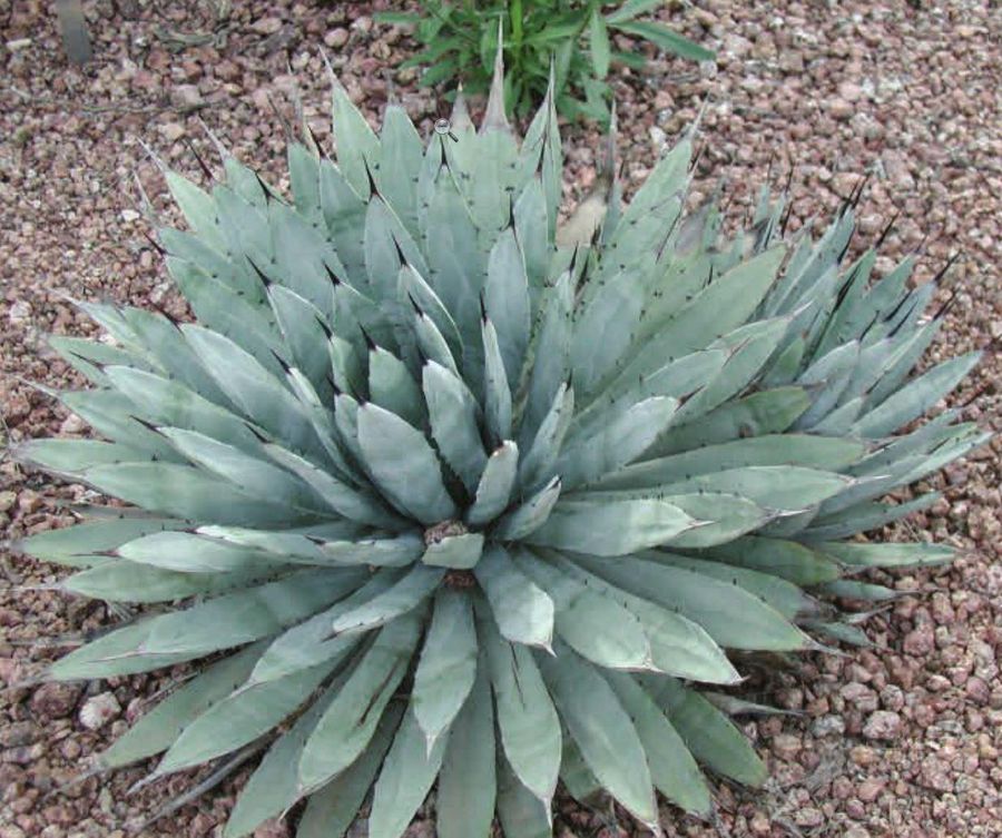 Black Spine Agave