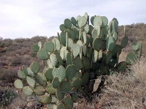 Pancake Prickly Pear Cactus