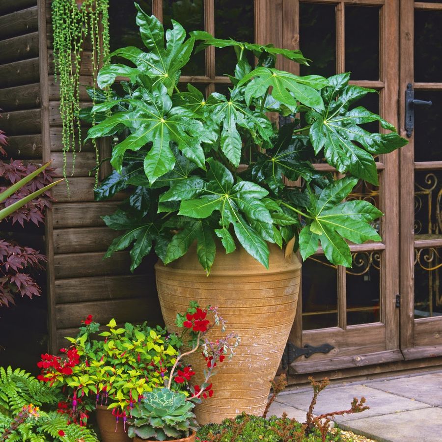 Fatsia