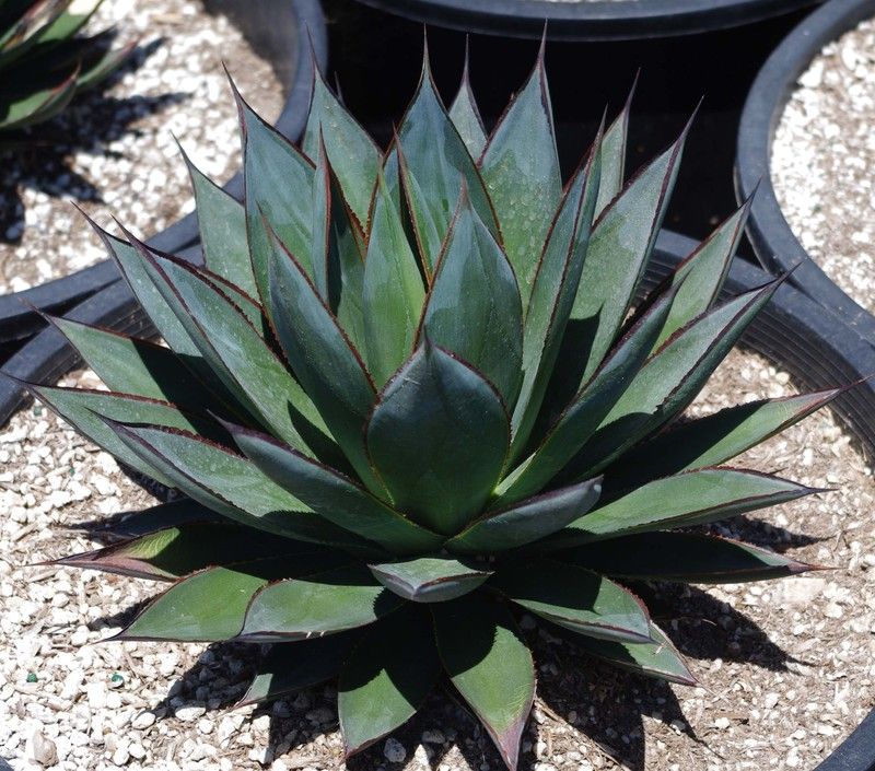 Blue Glow Agave