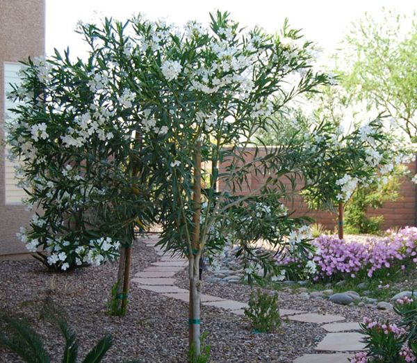 Oleander