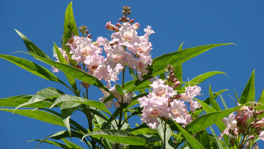 Chitalpa Tree