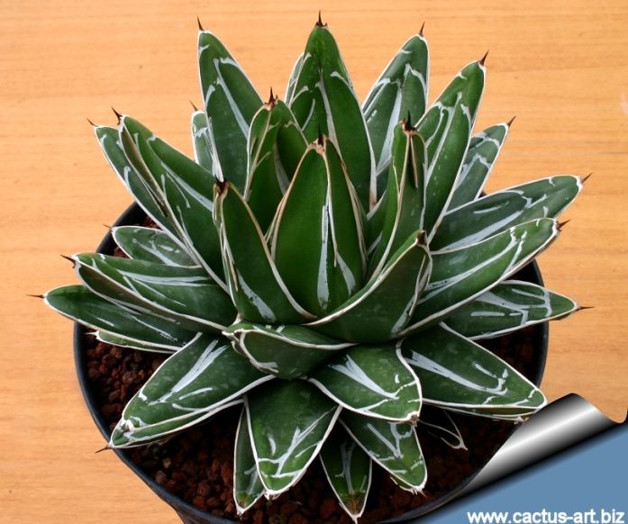 Queen Victoria Agave
