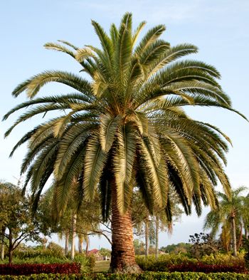 Pineapple Palm                        Canary Island Date Palm