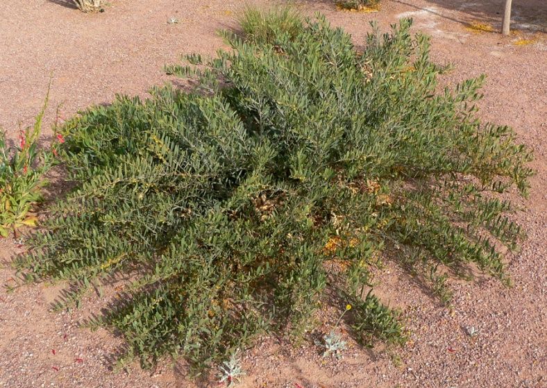 Trailing Acacia