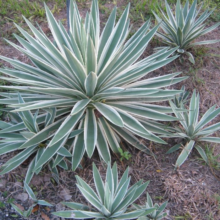 Caribbean Agave