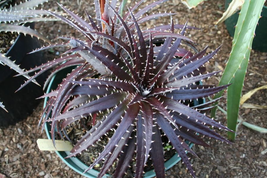 Dyckia