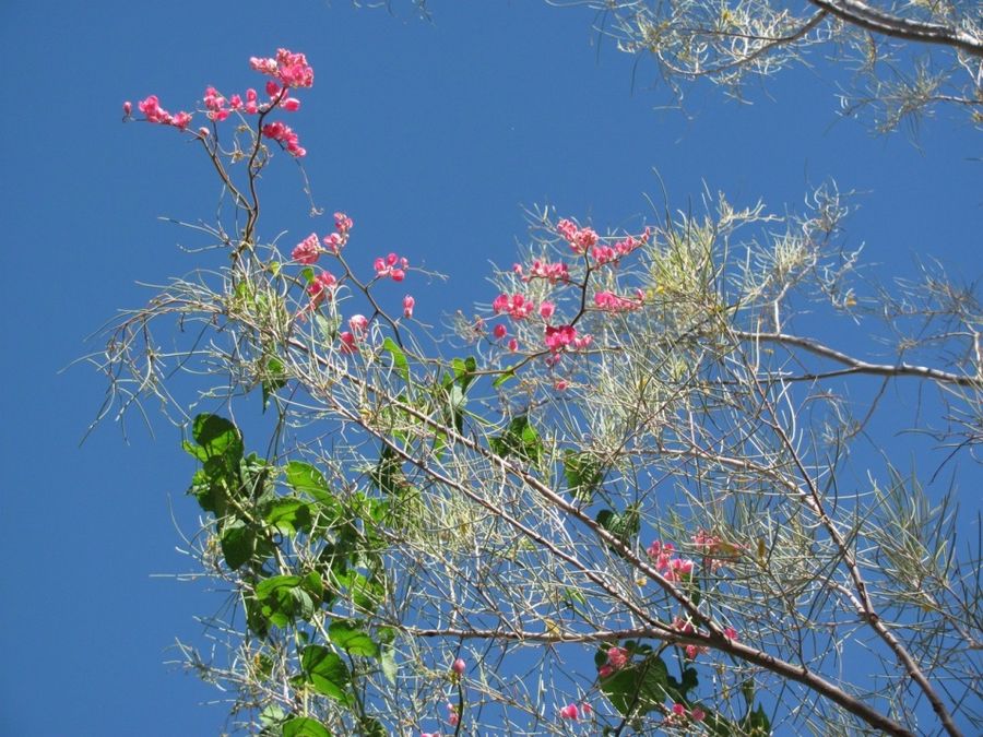 Coral or Queens Wreath Vine