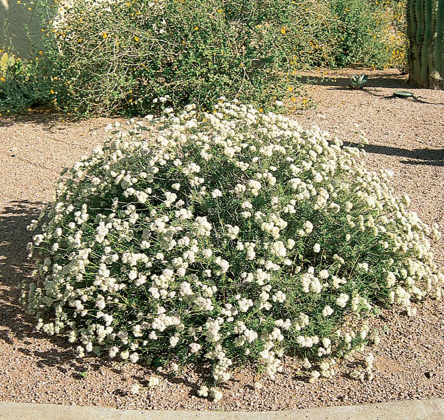 Flat-Top Buckwheat