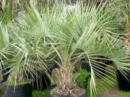 Pindo Palm