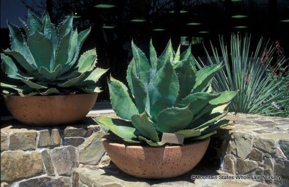 Cow Horn Agave