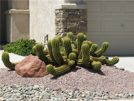 Argentine Giant Cactus