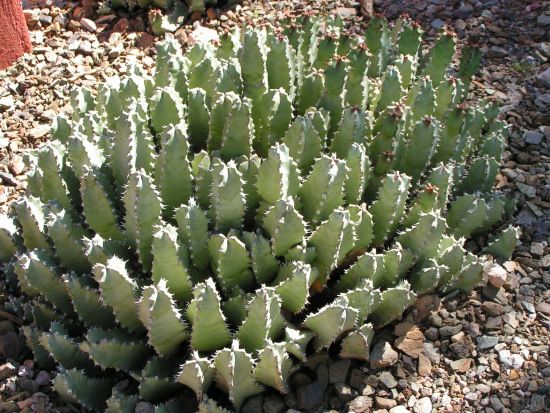 Moroccan Mound Plant