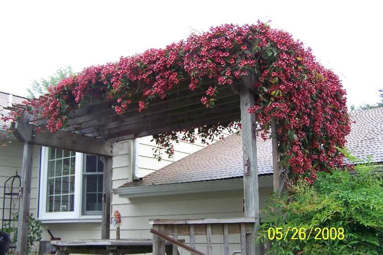 Tangerine Cross Vine