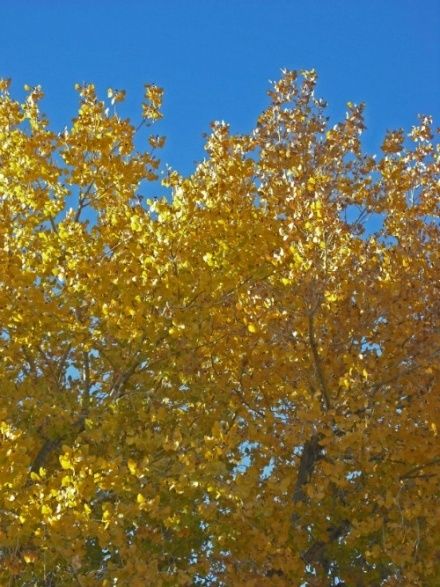 Cottonwood Tree