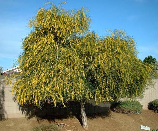 Acacia – Blue Leaf Wattle