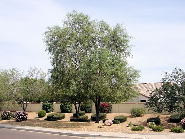 Acacia – Willow