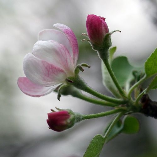 Anna Apple Tree