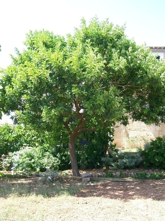 Bazilian Pepper