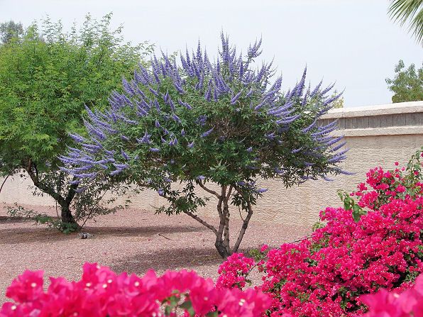 Chaste Tree