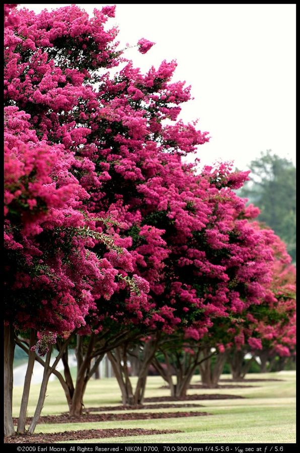 Crape Myrtle