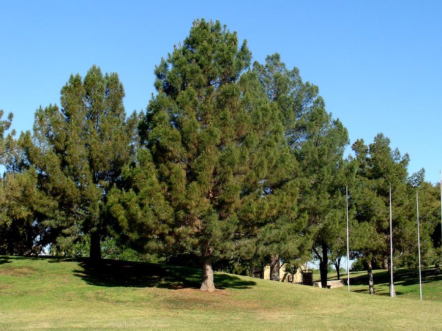 Eldarica Pine