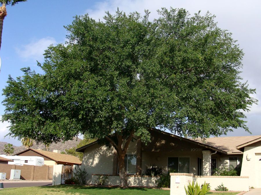Evergreen Elm