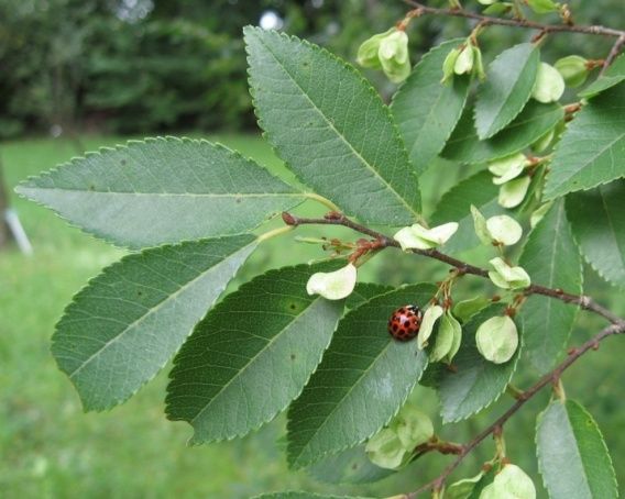 Evergreen Elm ‘Bosque’