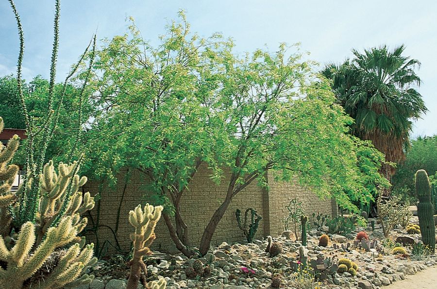 Fern of the Desert
