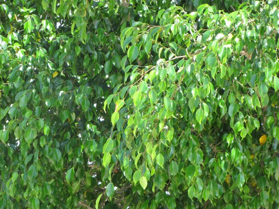 Ficus Tree