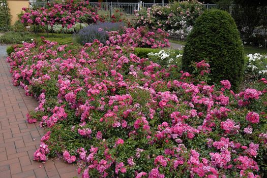 Carpet Rose