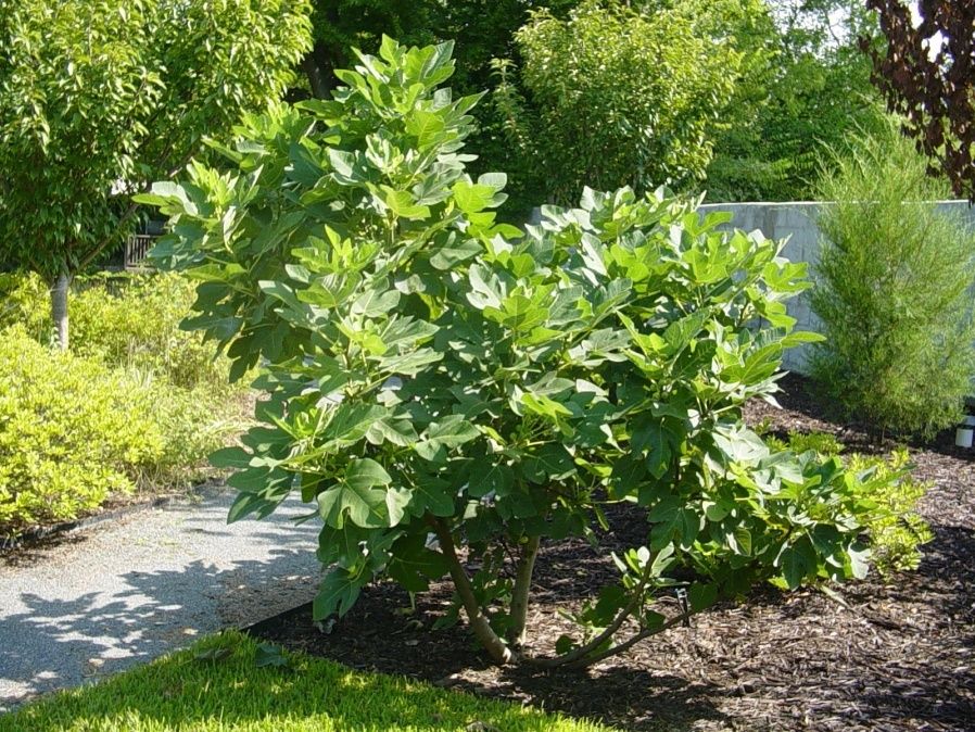 Fig Tree