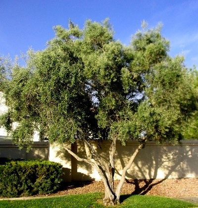 Swan Hill Olive