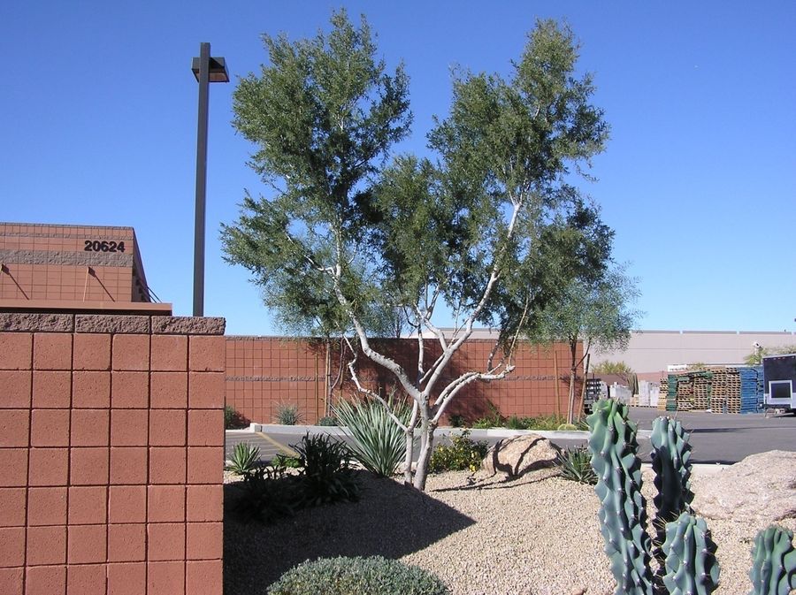 Ironwood