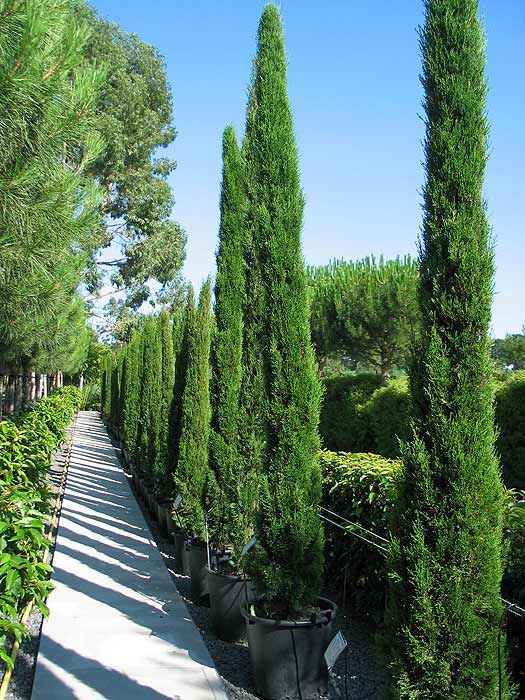 Italian Cypress